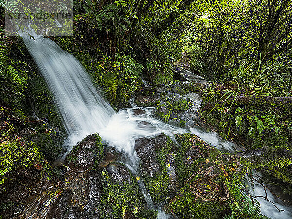 Neuseeland  Taranaki  Egmont-Nationalpark  Wasserfall im Wald