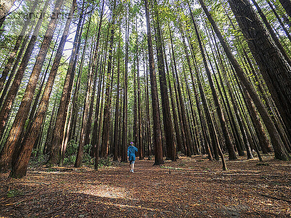 Neuseeland  Bay of Plenty  Rotorua  Person beim Wandern im Redwood-Wald