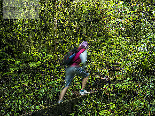 Neuseeland  Taranaki  Egmont-Nationalpark  Wanderer geht auf Treppen im Wald