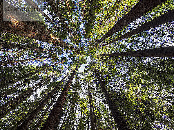 Neuseeland  Bay of Plenty  Rotorua  Tiefansicht des Redwood-Waldes