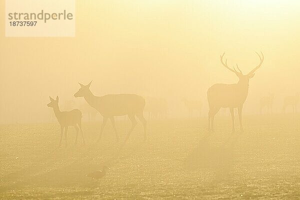 Rothirsche (Cervus elaphus) in der Brunftzeit  männliches Tier und weibliche Tiere  Morgenstimmung  captive  Rhodes  Département Moselle  Lothringen  Frankreich  Europa