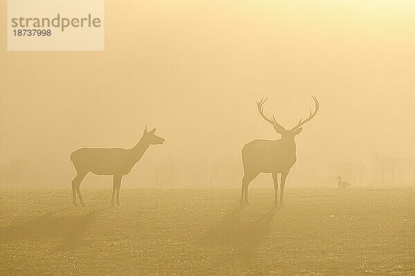 Rothirsche (Cervus elaphus) in der Brunftzeit  männliches und weibliches Tier  captive  Morgenstimmung  Rhodes  Département Moselle  Lothringen  Frankreich  Europa