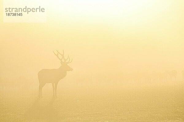 Rothirsch (Cervus elaphus) in der Brunftzeit  männliches Tier  captive  Morgenstimmung  Rhodes  Département Moselle  Lothringen  Frankreich  Europa