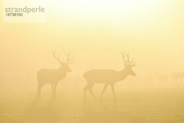 Rothirsche (Cervus elaphus) in der Brunftzeit  männliche Tiere  captive  Morgenstimmung  Rhodes  Département Moselle  Lothringen  Frankreich  Europa