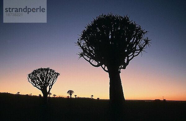 Köcherbäume (Aloe dichotoma) in der Abenddämmerung  Keetmannshoop  Namiba  Köcherbaum