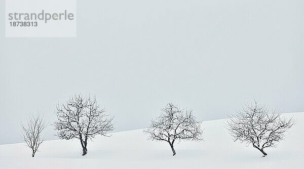 Vier Obstbäume im Schnee  weite  offene Landschaft bei trübem Winterwetter  Oberbayern  Bayern  Deutschland  Europa
