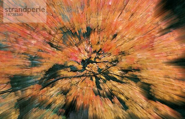 Fächerahorn (Acer palmatum)  Herbstlaub