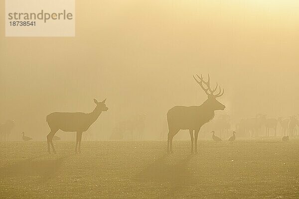 Rothirsche (Cervus elaphus) in der Brunftzeit  männliches und weibliches Tier  captive  Morgenstimmung  Rhodes  Département Moselle  Lothringen  Frankreich  Europa