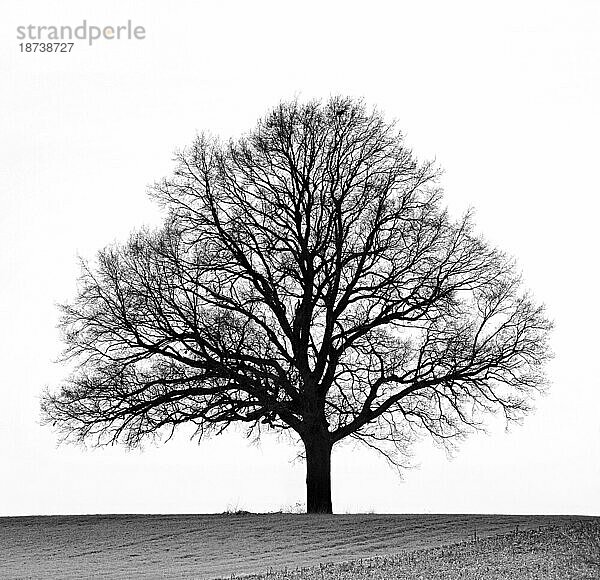 Silhouette einer freistehenden Eiche im Winter  SW  Oberbayern  Bayern  Deutschland  Europa