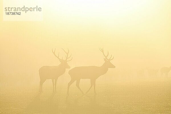 Rothirsche (Cervus elaphus) in der Brunftzeit  männliche Tiere  captive  Morgenstimmung  Rhodes  Département Moselle  Lothringen  Frankreich  Europa