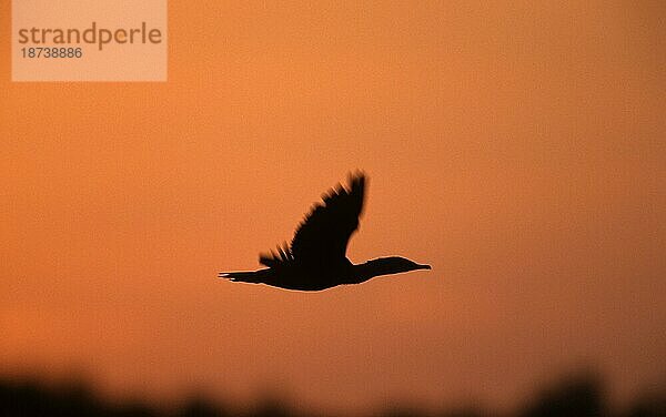 Ohrenscharbe (Phalacrocorax auritus) in der Abenddämmerung  Sanibe  seitlich  freistellbar  Island  USA  Europa