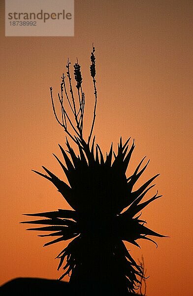 Wilde Aloe (Aloe ferox) in der Abenddämmerung  Keetmanshoop  Namibia  Afrika