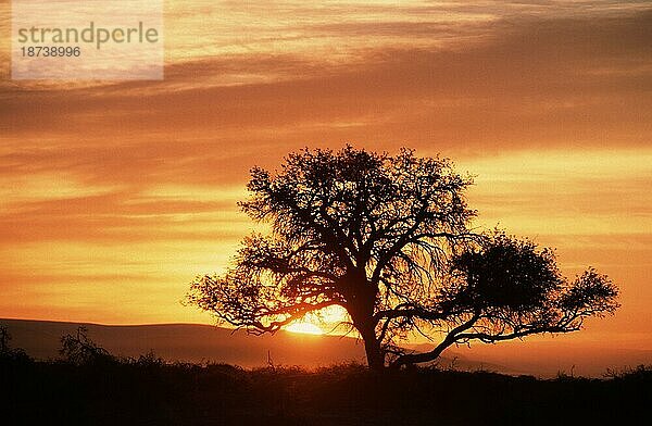 Kameldornbaum (Acacia erioloba) bei Sonnenaufgang  Sossusvlei  Namib-Naukluft Park  Hülsenfrüchtler (Leguminosae)  Namibia  Afrika