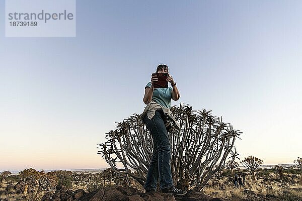 Köcherbaumwald (Aloe dichotoma)  Abendlicht  mit fotografierender Touristin  Gariganus  Keetmanshoop  NamibiaNamibia