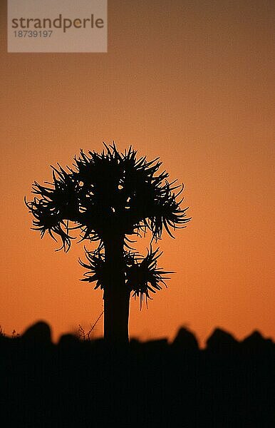 Köcherbaum (Aloe dichotoma) in der Abenddämmerung  Keetmannshoop  Namiba  Köcherbaum