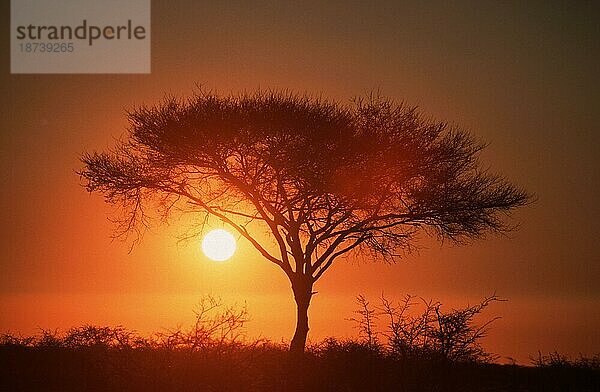 Schirmdorn-Akazie (Acacia tortilis) bei Sonnenaufgang  Etosha-Nationalpark  Namibia  Afrika