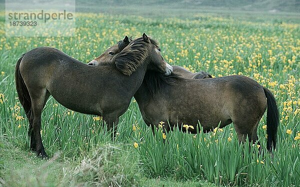 Exmoor Ponies  Texel  Niederlande  seitlich  Europa