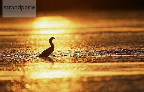 Ohrenscharbe (Phalacrocorax auritus) bei Sonnenuntergang  Sanibe  Island  USA  Europa