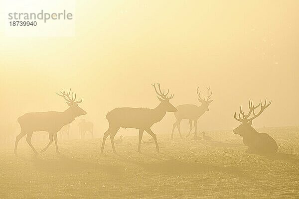 Rothirsche (Cervus elaphus) in der Brunftzeit  männliche Tiere  captive  Morgenstimmung  Rhodes  Département Moselle  Lothringen  Frankreich  Europa