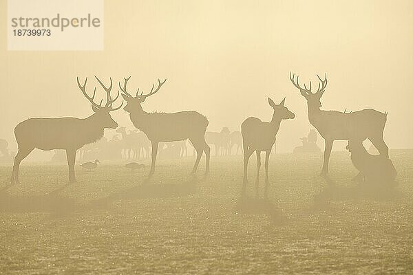 Rothirsche (Cervus elaphus) in der Brunftzeit  männliche Tiere und weibliches Tier  captive  Morgenstimmung  Rhodes  Département Moselle  Lothringen  Frankreich  Europa