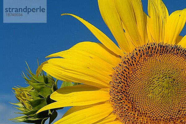 Sonnenblume (Helianthus annuus) Anschnitt  blauer Himmel