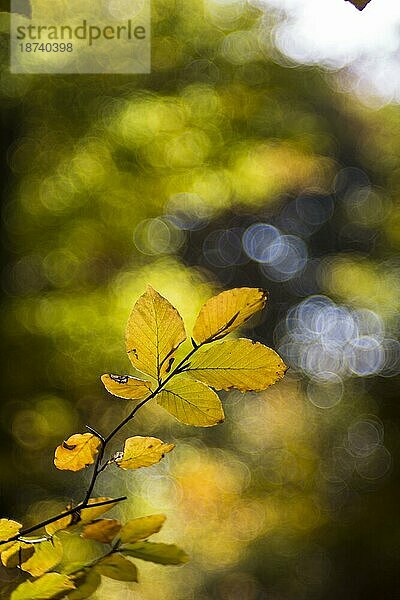 Bunt gefärbte Blätter einer Buche (Fagus)  Wald der Schwäbischen Alb im Herbst  Bokeh  Römerstein  Baden-Württemberg  Deutschland  Europa