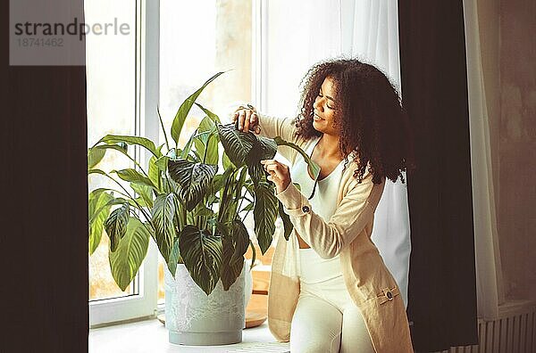 Junge (Spathiphyllum) schöne afroamerikanische junge Frau  die vor der Fensterbank im Wohnzimmer zu Hause steht  während sie die großen grünen Blätter der Blume abstaubt. Pflegekonzept für Zimmerpflanzen