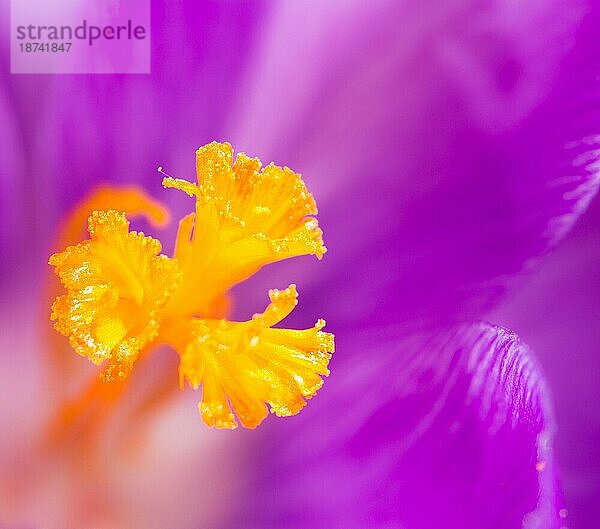 Stempel einer violetten Krokusblüte