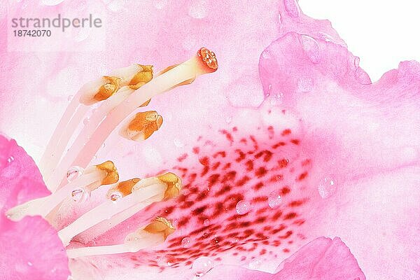 Makro einer rosa Rhododendronblüte