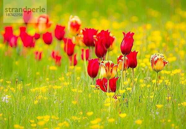 Frühlingslandschaft mit Tulpen auf einer Blumenwiese