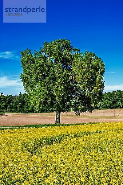 Landschaft mit einem einsamen Baum in einem Rapsfeld