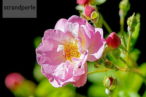 Makro einer rosa Rosenblüte