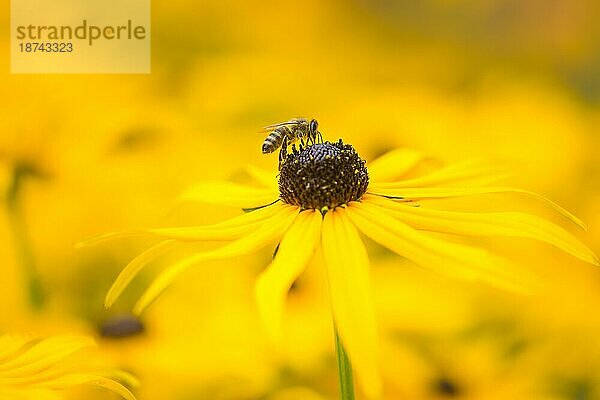 Biene in einem Blumenbeet mit gelben Blüten (Echinacea) selektiver Fokus