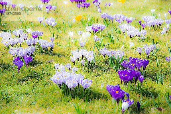 Frühlingshintergrund mit verschiedenen Krokusblüten auf der Wiese