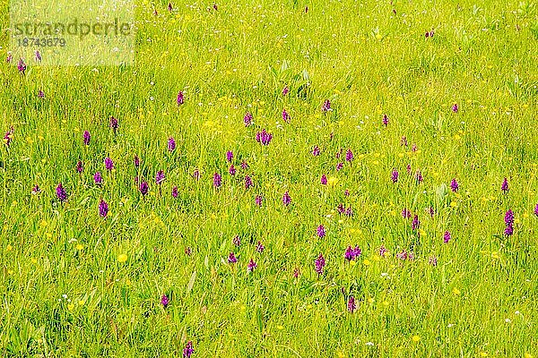 Wiese mit Sumpfdotterblumen (Dactylorhiza majalis) geringe Tiefenschärfe