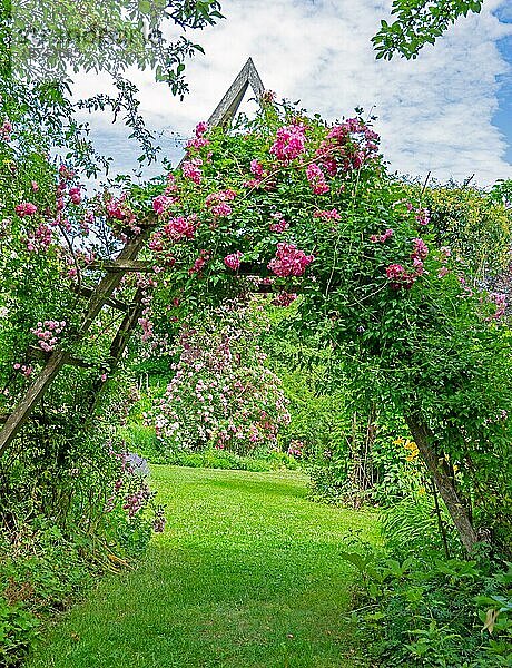 Idyllischer Rosengarten mit rosa blühenden Ramblerrosen