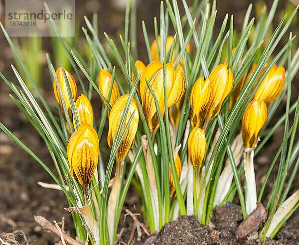 Gruppe von gelben Krokusblüten