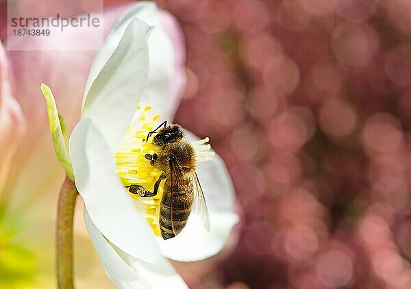 Biene bei der Bestäubung in der weißen Blüte einer Christrosenblüte