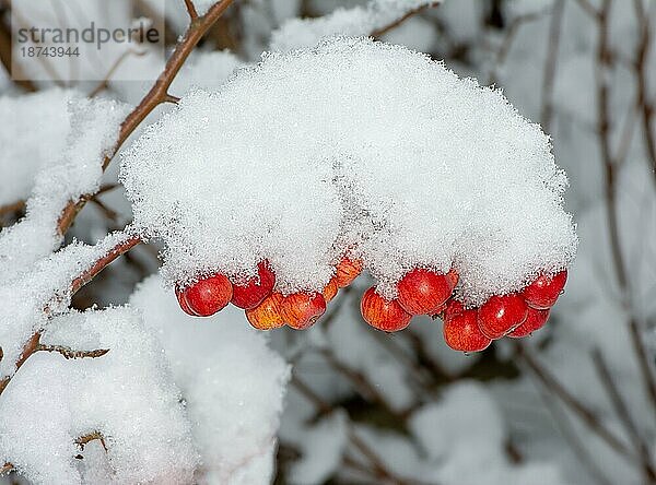 Gefrorene reife Äpfel mit Schnee bedeckt selektiver Fokus