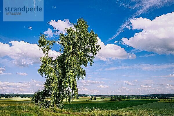 Landschaft mit einem einsamen Baum  gesehen in Bayern