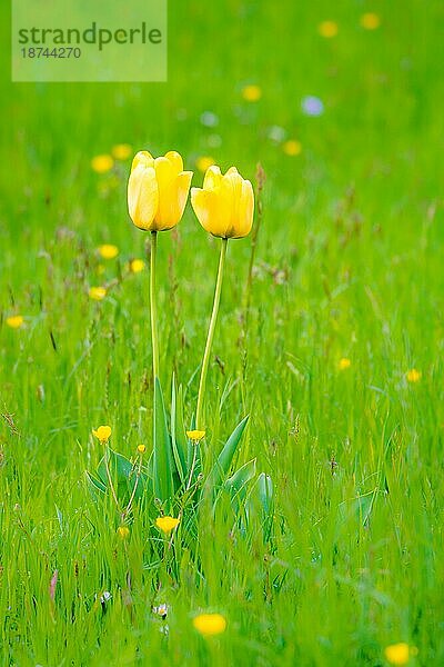 Frühlingslandschaft mit Tulpen auf einer Blumenwiese