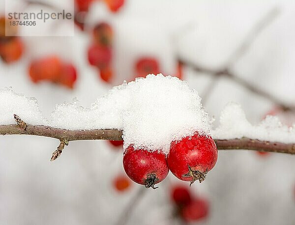 Gefrorene reife Äpfel mit Schnee bedeckt selektiver Fokus