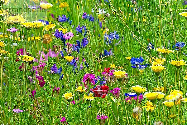 Blühende Sommerwiese mit geringer Schärfentiefe und selektivem Fokus