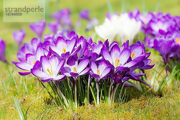 Nahaufnahme von violetten Krokusblüten auf der Wiese