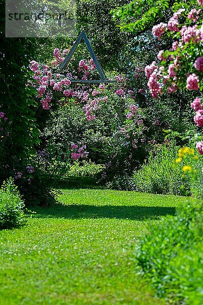 Idyllischer Rosengarten mit rosa blühenden Ramblerrosen