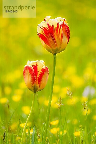 Frühlingslandschaft mit Tulpen auf einer Blumenwiese