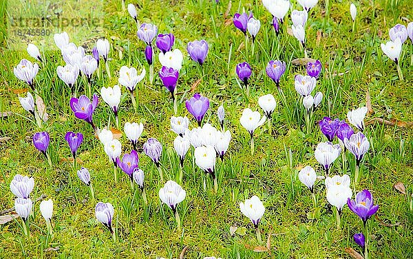 Frühlingshintergrund mit verschiedenen Krokusblüten auf der Wiese