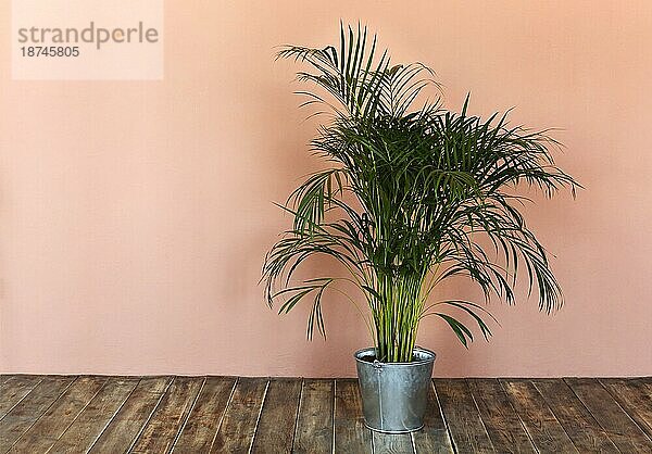 Leere Leinwand mit leeren Mockup Kopie Raum. Home Pflanze tropische Palme in Eimer auf dem Holzboden. Minimal Künstler Studio Interieur Konzept