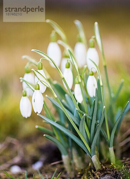 Erste Frühlingsblumen ein Strauß Schneeglöckchen