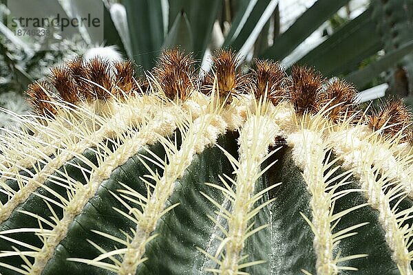 Makro einer Kaktuspflanze